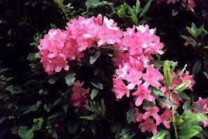 rhodo